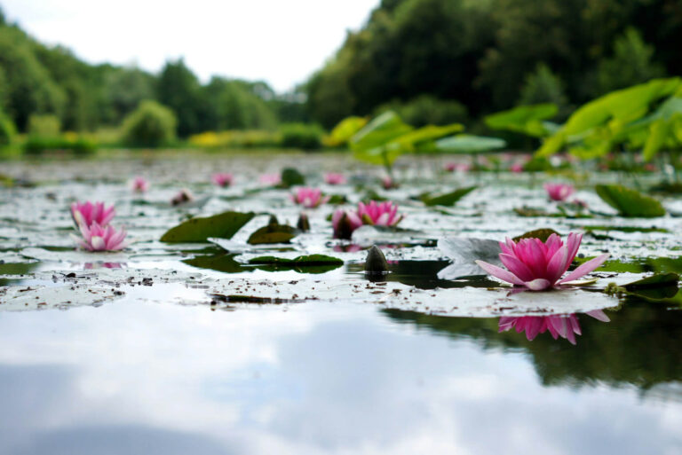 Lotus Pond